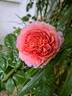 Eisvogel rose photo