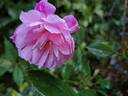 Mortimer Sackler rose photo
