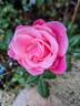 La Gaite rose photo