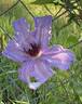 The First Lady clematis photo
