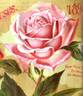 Bridesmaid rose photo