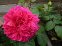 Empereur Charles IV rose photo
