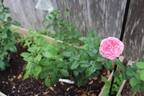 MEIpapey rose photo