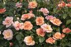 Nitty Gritty™ Peach rose photo