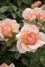 Nitty Gritty™ Peach rose photo