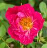 Candy Cane rose photo