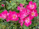 Candy Cane rose photo