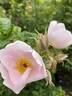 Pink Surprise rose photo