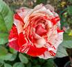 Special Effects rose photo