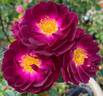 Sweet Thomas rose photo
