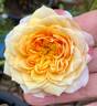 Ginger Syllabub rose photo