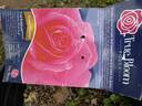 True Gratitude rose photo