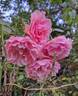Côté Jardins rose photo
