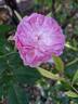 Silas Marner rose photo