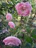 Silas Marner rose photo