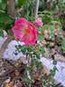 Pink Emely ® rose photo
