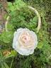 Tamora rose photo
