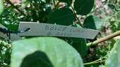 Dolce Luna ® rose photo