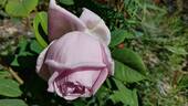 Dolce Luna ® rose photo