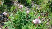 Dolce Luna ® rose photo