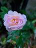 Comtesse André d'Oultremont rose photo