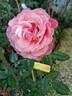 La Gaite rose photo