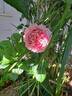 Eisvogel rose photo