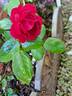 Milano rose photo