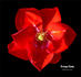 Orange Flame rose photo