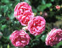 Cherryade rose photo