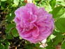 Betty Will rose photo