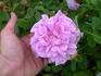 Betty Will rose photo