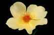 Wild Flower rose photo