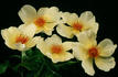 Wildflower rose photo