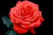 Bing Crosby rose photo