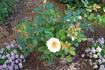 Amazing Palace rose photo