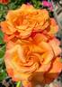 Goldflame rose photo