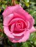 Royal Bonica rose photo