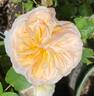 Juliet rose photo