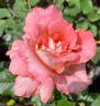Waiheke rose photo