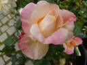 Holiday Island Fiji ® rose photo