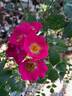 Friendly rose photo