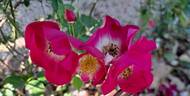 Friendly rose photo