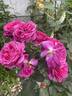 Miranda Lambert ™ rose photo