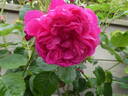 Empereur Charles IV rose photo