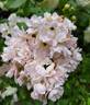 Auberge de l'Ill® rose photo