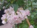 Auberge de l'Ill® rose photo