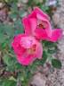 Friendly rose photo