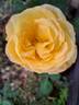 Henryane de Chaponay rose photo