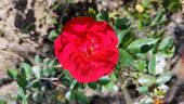 Big Bang rose photo